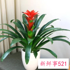 7种象征吉祥和好运的花