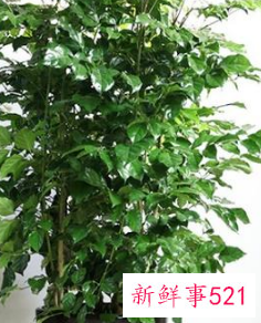 名字好听的植物