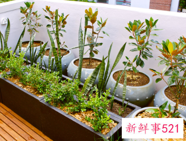 10种客厅招财植物推荐