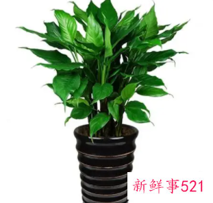 属龙人客厅放什么绿植