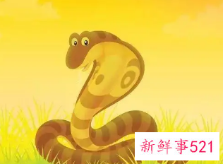 属蛇的真心给了谁