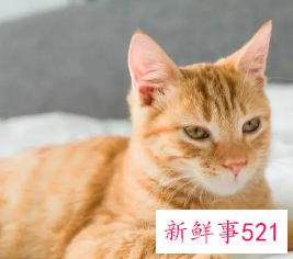 梦到自己养的猫咬自己