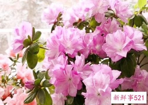 杜鹃花营养缺乏的原因