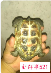 草龟烂甲要多久才能修复