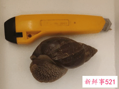 雨后路边出现的大蜗牛千万别碰