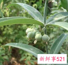 黄精的作用和功效图片