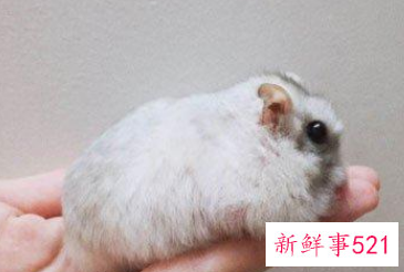 怀孕女人梦见小老鼠