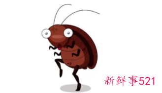为什么蟑螂不能踩死