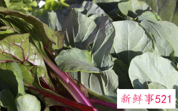 血皮菜的功效与作用