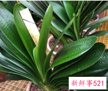 君子兰叶片不绿的原因