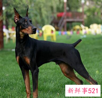 宠物狗狗排行榜前十名