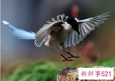 哺乳期做梦梦见一群喜鹊