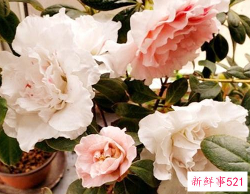 杜鹃花营养缺乏的原因