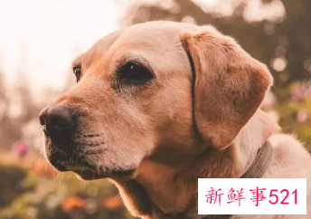 梦见杀狗的寓意