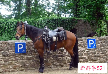 梦见穿马具是什么意思