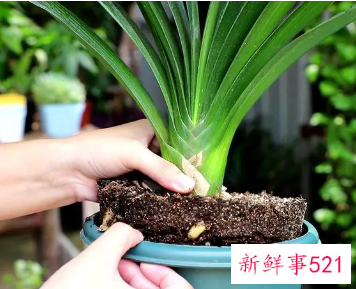 君子兰叶片不绿的原因