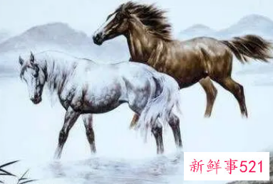 属马用什么名字旺财