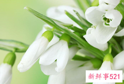 象征着希望和未来的花