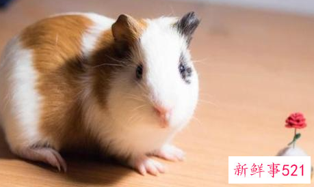 属鼠跟属羊能不能结婚