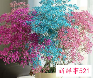 家里摆放满天星干花寓意好不好