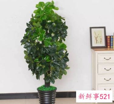 门口种什么花草旺财