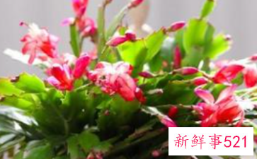 办公室的蟹爪兰摆放在什么方位风水好