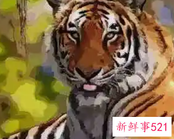 为什么属虎的女人不好