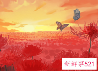 彼岸花代表什么