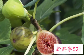 关于无花果的功效与作用