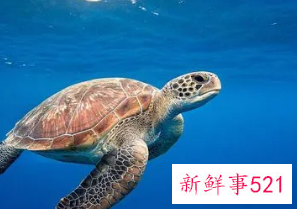 女人梦到超级大海龟什么预兆