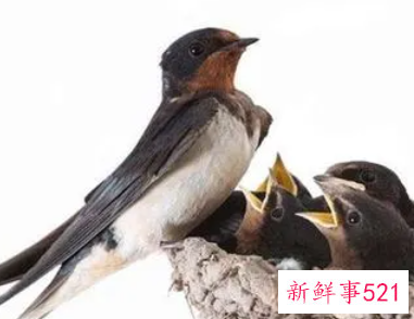 梦见燕子起飞是什么意思