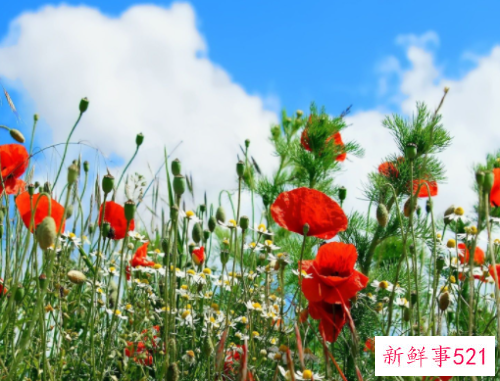 员工入职周年活动策划