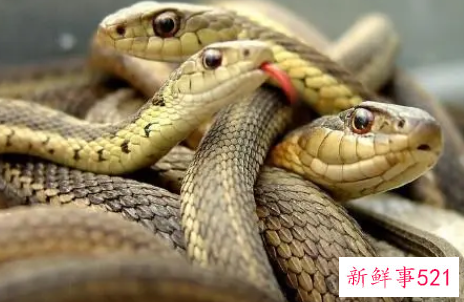 女人梦见蛇追是胎梦吗