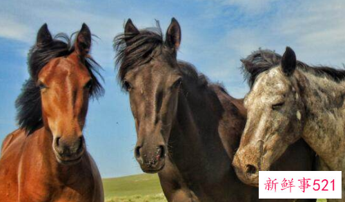 2002年生肖马运势