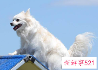 小型犬养什么好一些