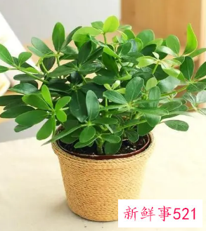 10种客厅招财植物推荐