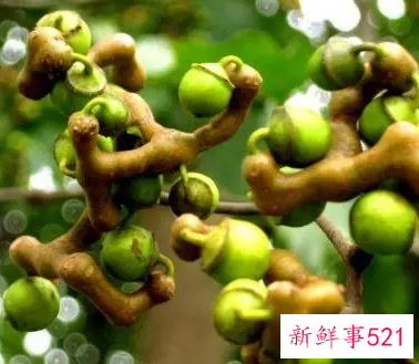 鸡瓜梨泡水有什么功能