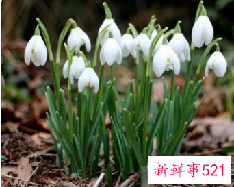 象征着希望和未来的花