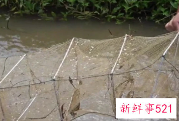 下雨天地笼会有收获吗