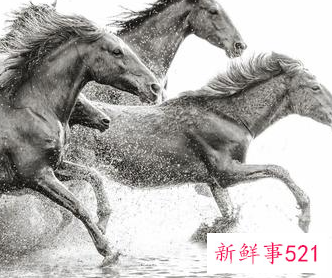 属马的人怎么取名