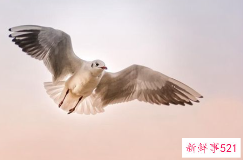 梦见白色小鸟是什么意思