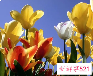 梦见多姿多彩的