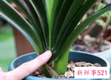 君子兰叶片不绿的原因