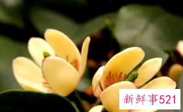 名字好听的植物