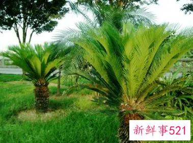 北方露台适合种什么树