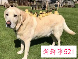 1岁的狗一天吃多少