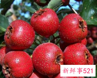 山楂有什么功效