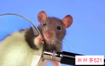 属鼠跟属羊能不能结婚