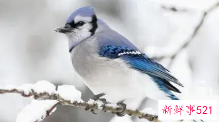 梦见白色小鸟是什么意思