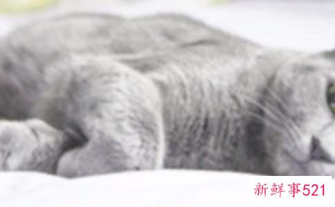 小猫晚上不睡觉一直叫